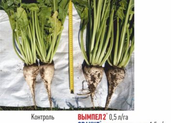 1765Группа компаний «Долина» ищет надежных партнеров на территории Азербайджана