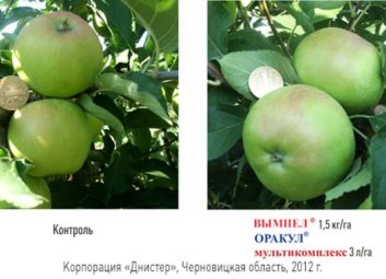 1747Группа компаний «Долина» ищет надежных партнеров на территории Азербайджана