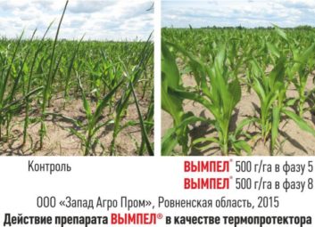 1481Группа компаний «Долина» ищет надежных партнеров в Республике Беларусь