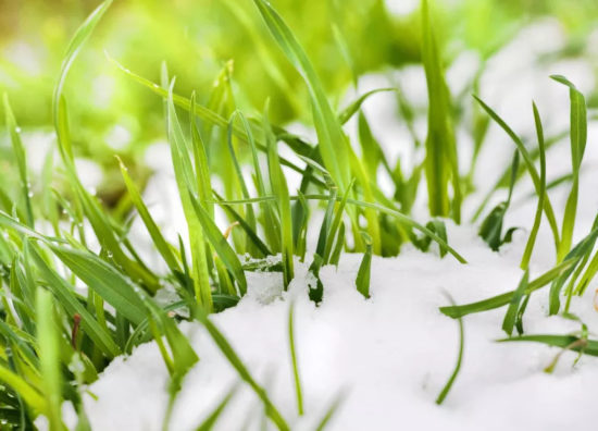 xgrass-under-snow.jpg.pagespeed.ic.0OQfei03Lc