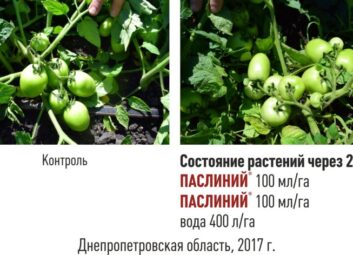 7594ПАСЛИНИЙ — препарат для повышения завязывания плодов пасленовых культур