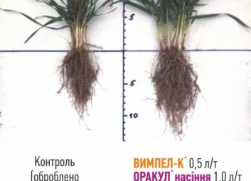 2726Обробка насіння озимих культур як ефективний спосіб підвищення врожайності та зимостійкості рослин
