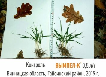 7555Обработка семян озимых культур как эффективный способ повышения урожайности и зимостойкости растений