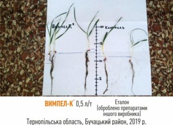 2712Обробка насіння озимих культур як ефективний спосіб підвищення врожайності та зимостійкості рослин