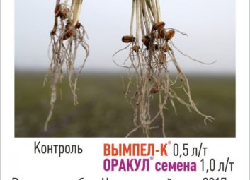 7569Обработка семян озимых культур как эффективный способ повышения урожайности и зимостойкости растений