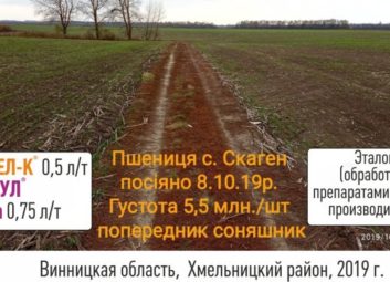 2724Обробка насіння озимих культур як ефективний спосіб підвищення врожайності та зимостійкості рослин