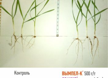 7575Обработка семян озимых культур как эффективный способ повышения урожайности и зимостойкости растений