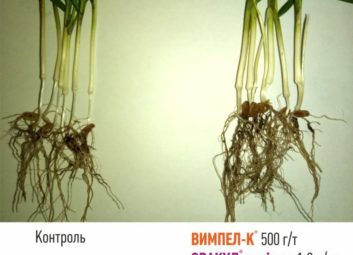 2742Обробка насіння озимих культур як ефективний спосіб підвищення врожайності та зимостійкості рослин