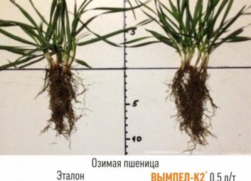 2718Обробка насіння озимих культур як ефективний спосіб підвищення врожайності та зимостійкості рослин