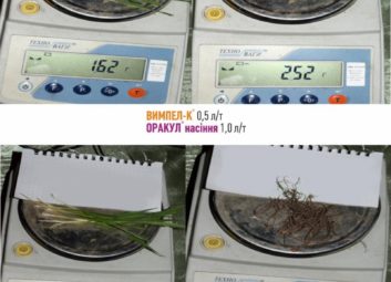 2708Обробка насіння озимих культур як ефективний спосіб підвищення врожайності та зимостійкості рослин