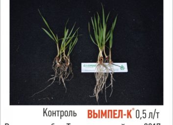 7567Обработка семян озимых культур как эффективный способ повышения урожайности и зимостойкости растений