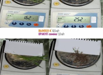 2714Обробка насіння озимих культур як ефективний спосіб підвищення врожайності та зимостійкості рослин