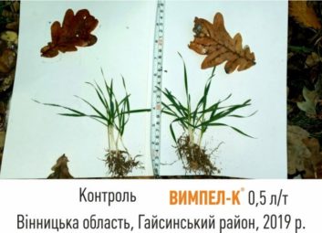 2728Обробка насіння озимих культур як ефективний спосіб підвищення врожайності та зимостійкості рослин