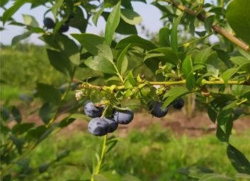 2788Компанія DOLINA допомагає отримати щедрий урожай ягідних культур