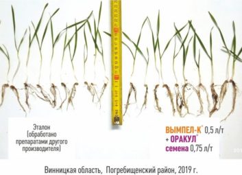 7547Обработка семян озимых культур как эффективный способ повышения урожайности и зимостойкости растений
