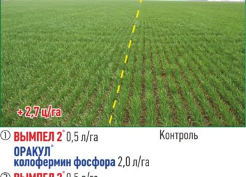 7623Ранняя или поздняя весна? Защищаем растения от негативных факторов внешней среды