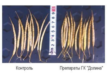 7603Обработка семян сельскохозяйственных культур эффективными препаратами увеличит урожайность