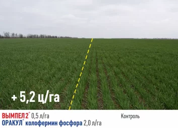 2950Рекомендации по обработке озимых культур в период осенней вегетации