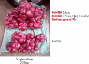 6787Лук (чеснок)