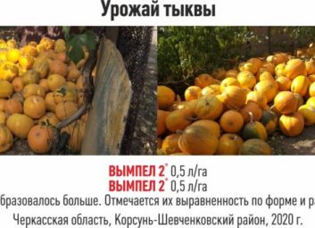 7253Огурцы (арбузы, дыни)