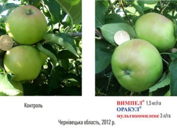 6578Плодові (яблуня)