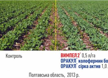 6313Ріпак