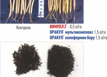 6311Ріпак
