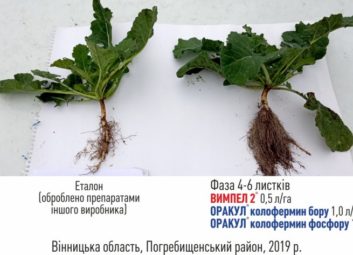 6301Ріпак