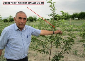 6570Плодові (яблуня)