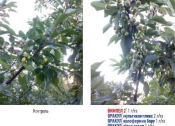 6560Плодові (яблуня)