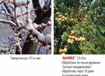 5028Прибыльная технология высокой урожайности от ГК Долина эффективно используется в Казахстане