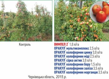 6574Плодові (яблуня)