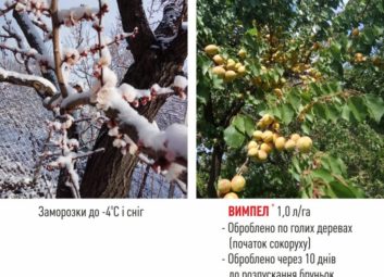 6566Плодові (яблуня)