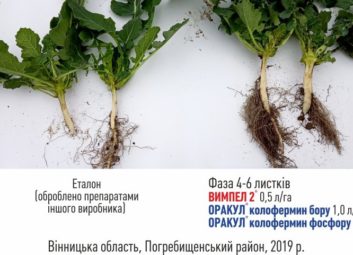 6303Ріпак