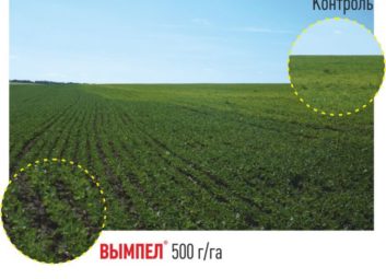5008Прибыльная технология высокой урожайности от ГК Долина эффективно используется в Казахстане