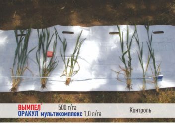 5024Прибыльная технология высокой урожайности от ГК Долина эффективно используется в Казахстане