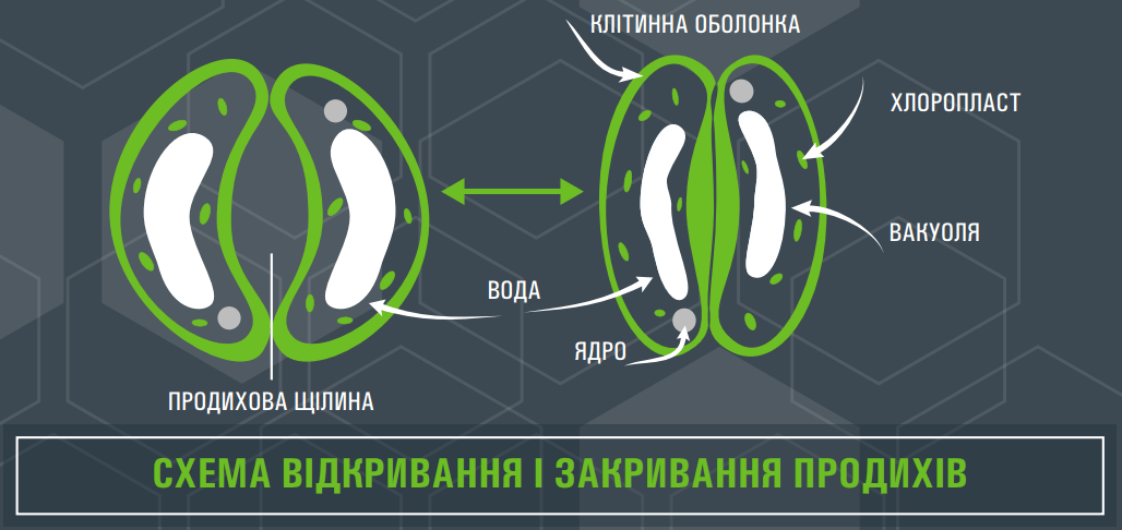 СХЕМА ВІДКРИВАННЯ І ЗАКРИВАННЯ ПРОДИХІВ