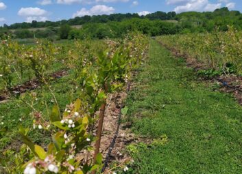 9903Компанія DOLINA допомагає отримати щедрий урожай ягідних культур
