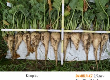 11329Цукрові буряки