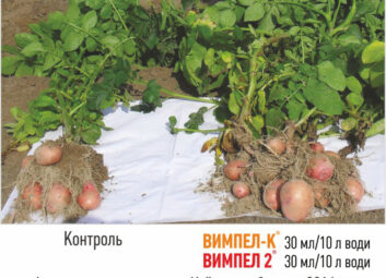 11798Картопля