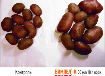 11800Картопля