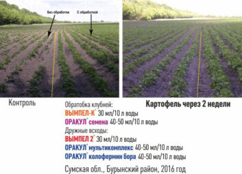 11813Картофель