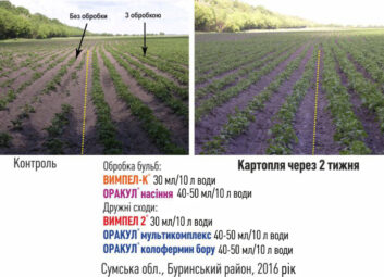 11790Картопля