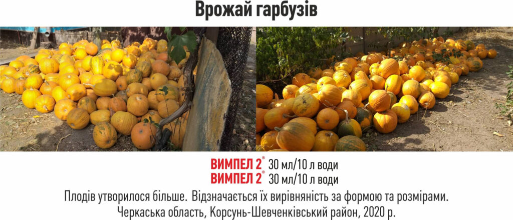 Застосування стимулятора росту рослин Вимпел 2 на баштанних культурах