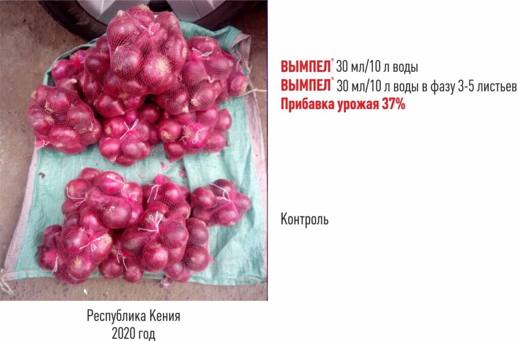 Застосування стимулятора росту рослин Вимпел на цибулі