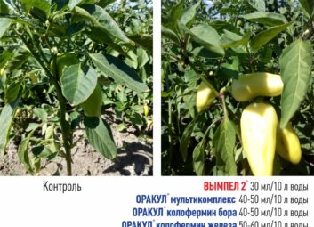 11889Томат (перец, баклажан и др.)