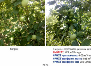 11846Плодовые (яблоня, вишня и др.)