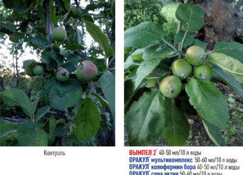 11840Плодовые (яблоня, вишня и др.)