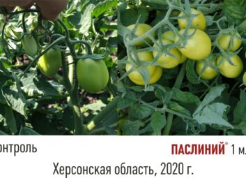 11919Томат (перец, баклажан и др.)