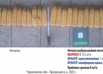 12205Кукуруза